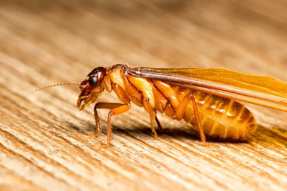 Flying termites means serious trouble