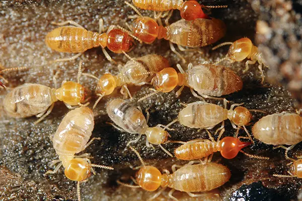 pest control termite protection tips orange county ca