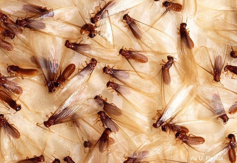 An Inside Look at Termite Behavior