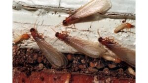 termite colonies expand